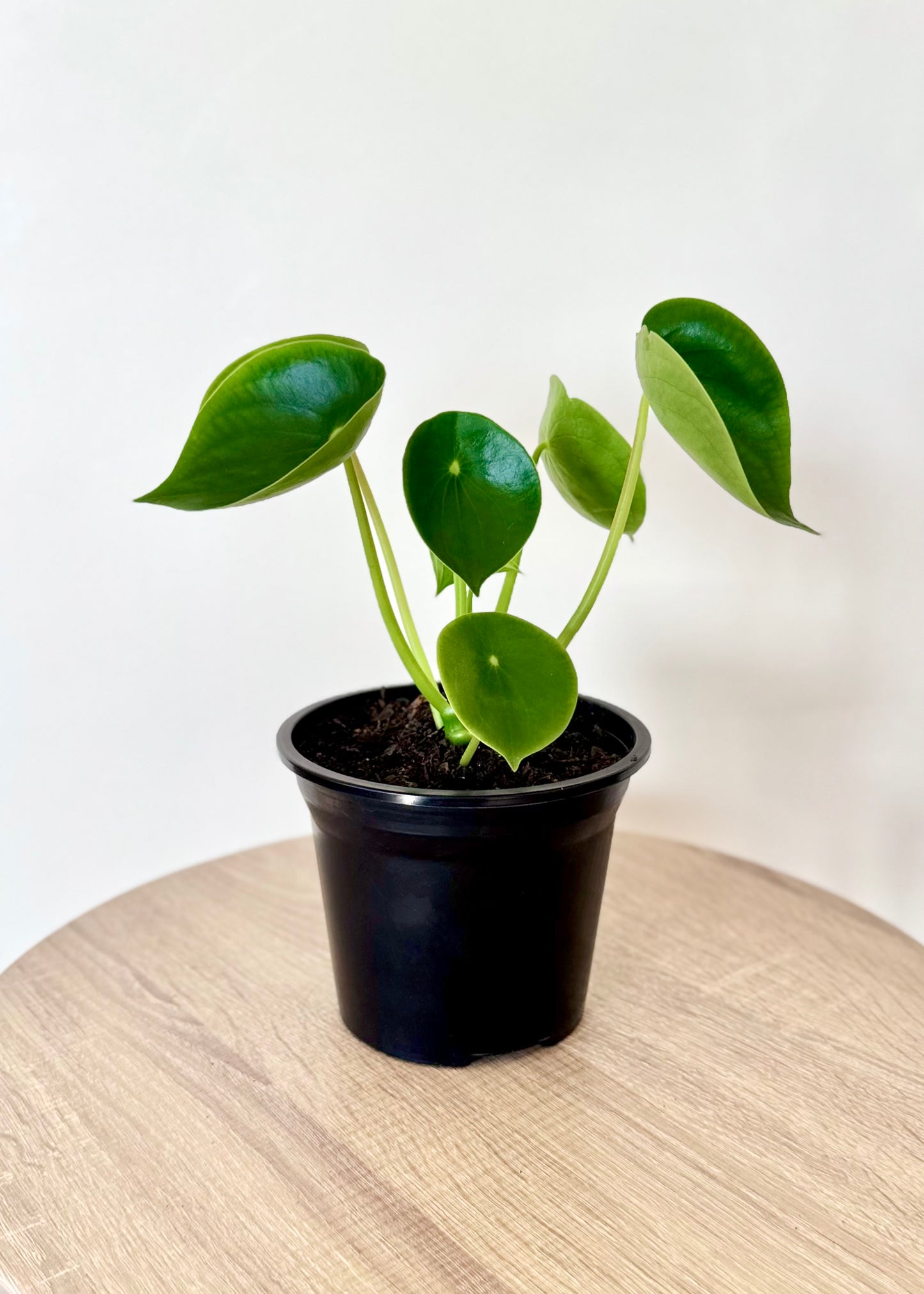 Peperomia Cucharita