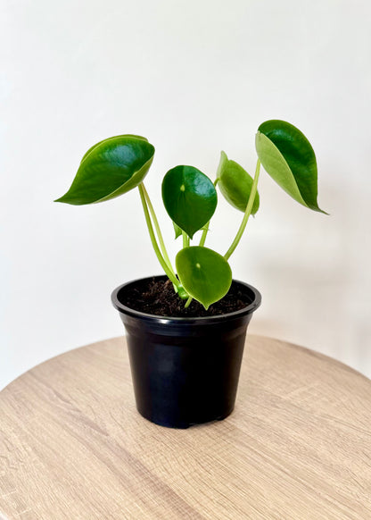 Peperomia Cucharita