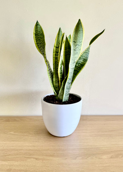 Sansevieria (lengua de suegra)