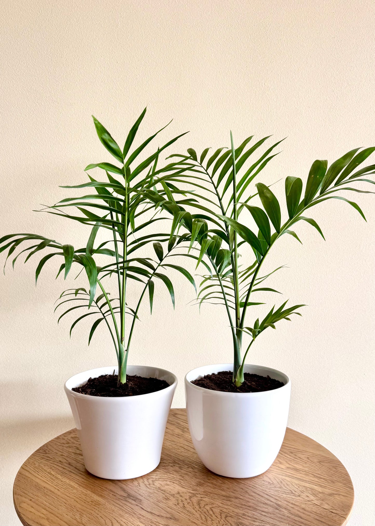 Palmera S