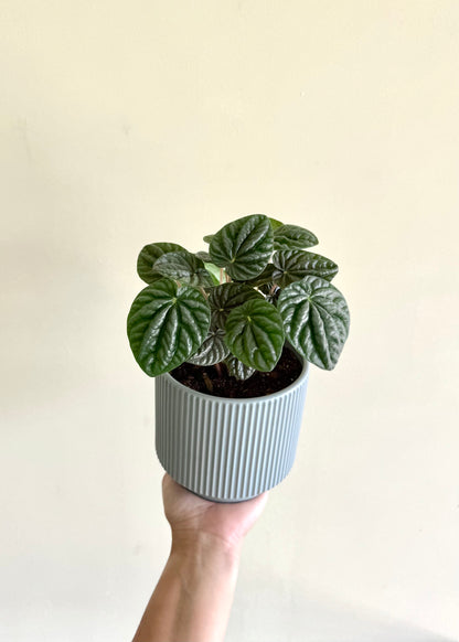 Peperomia Caperata