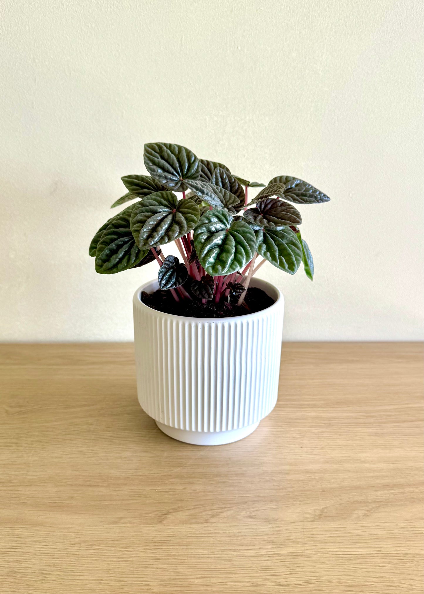 Peperomia Caperata