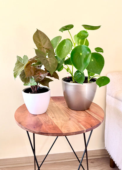Macetero Autorregante Bowl