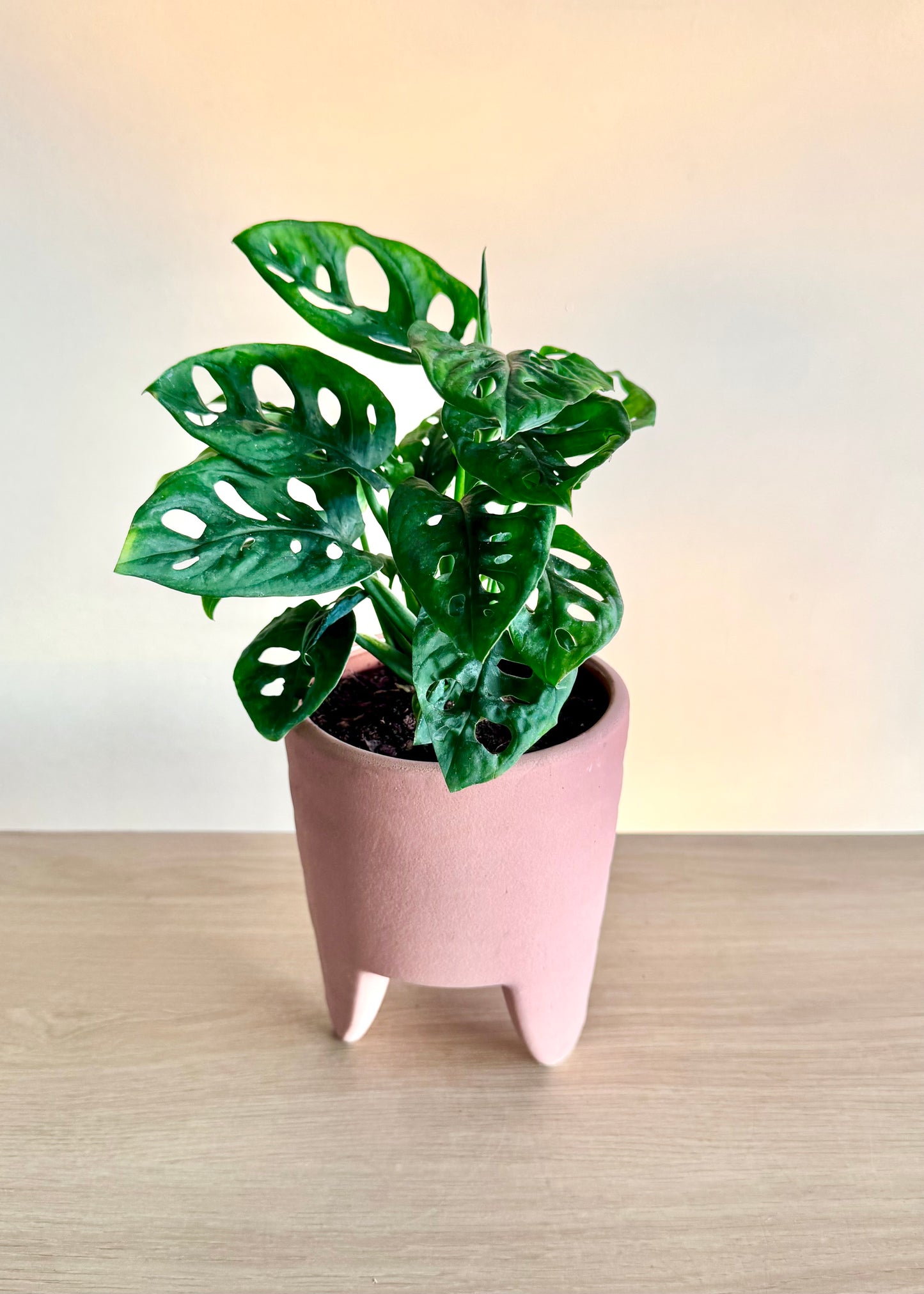 Monstera Friedrichsthalii (mini Adansonii)