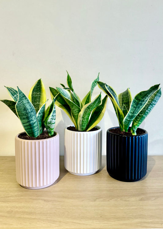 Sansevieria enana (lengua de suegra)