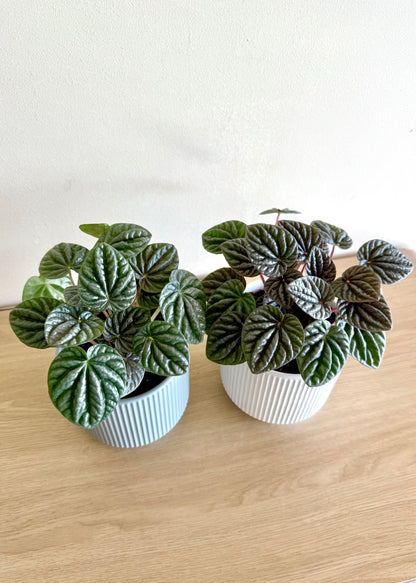 Peperomia Caperata