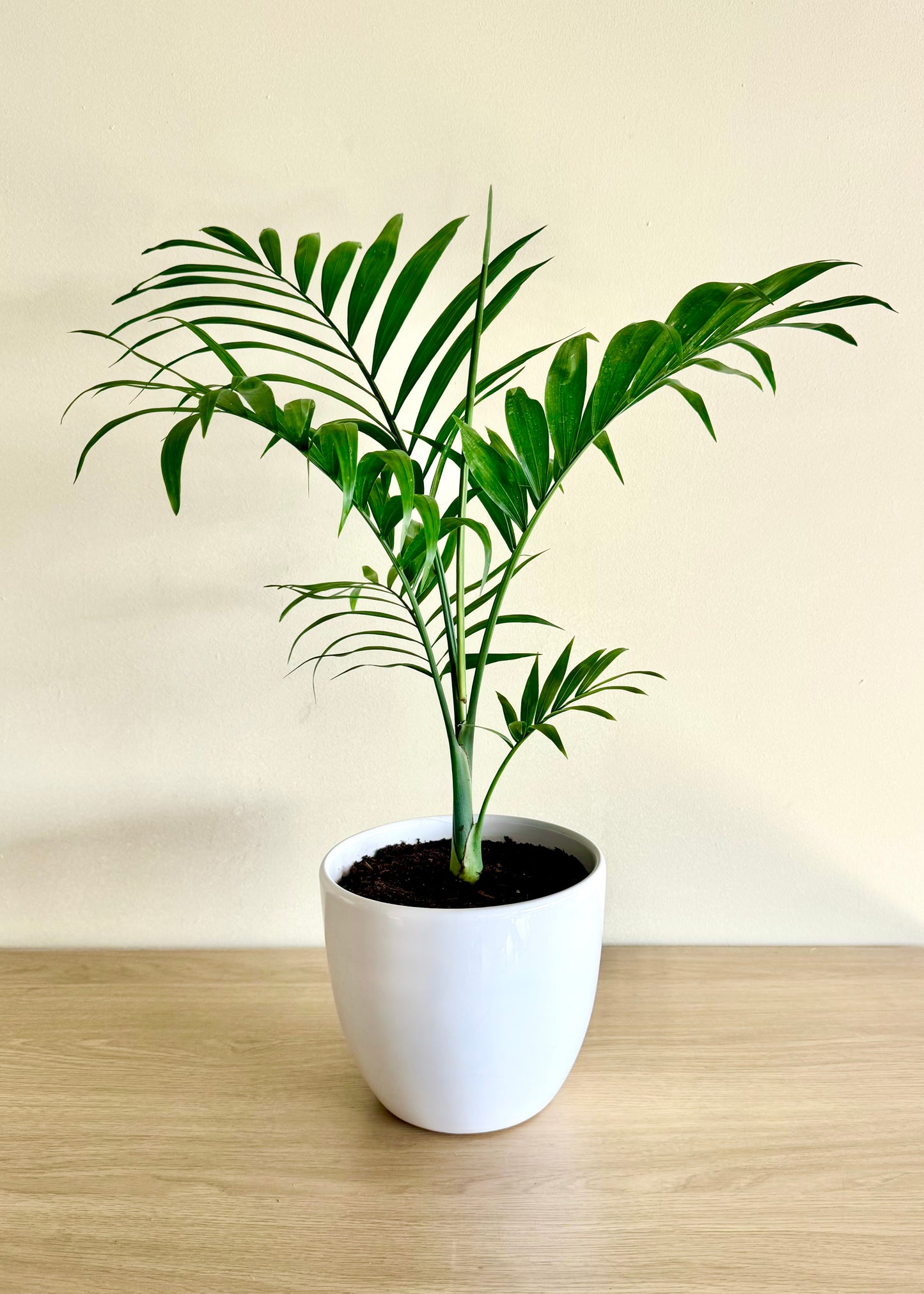 Palmera S