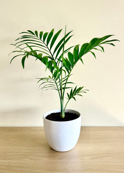 Palmera S