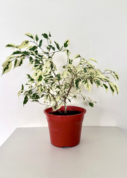 Ficus variegado con canasto