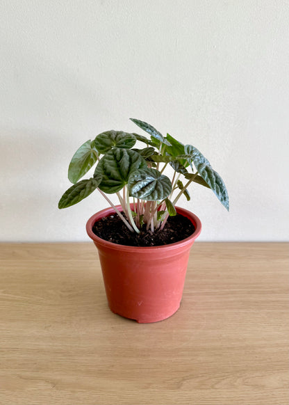 Peperomia Caperata