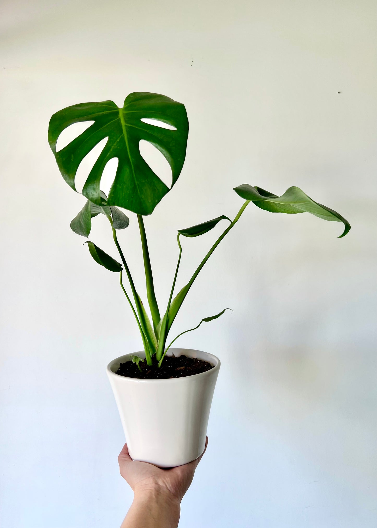 Monstera Deliciosa S