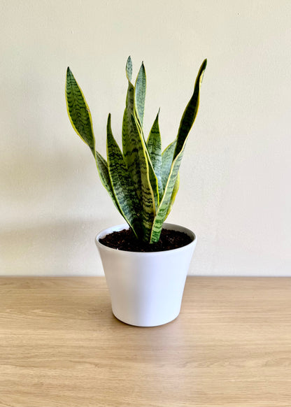 Sansevieria (lengua de suegra)