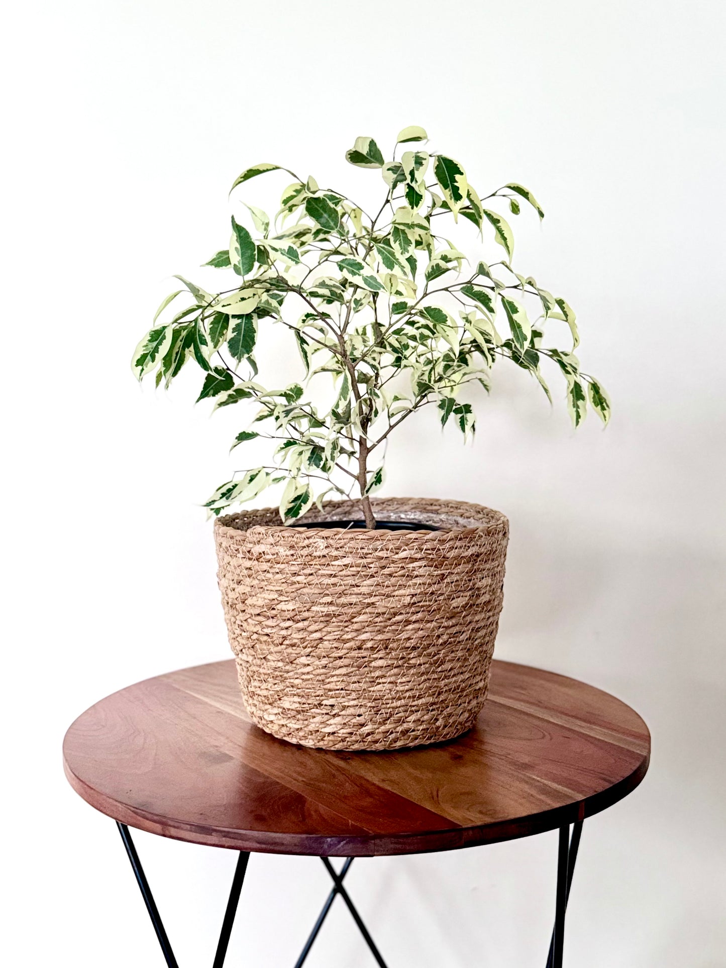 Ficus variegado con canasto