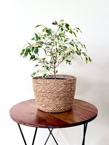 Ficus variegado con canasto