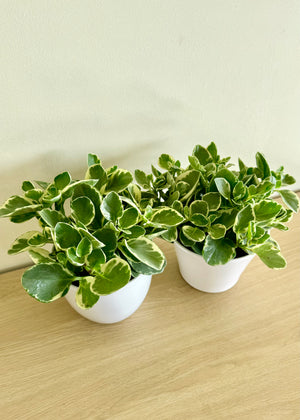 Peperomia Obtusifolia variegada