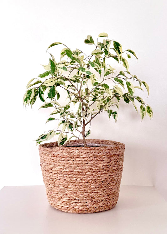 Ficus variegado con canasto