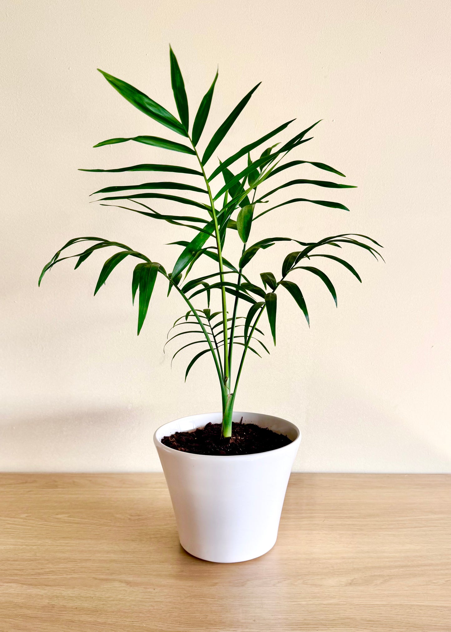 Palmera S