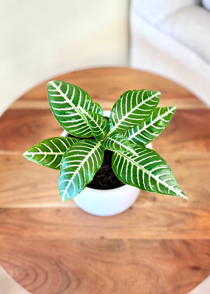 Mini Afelandra