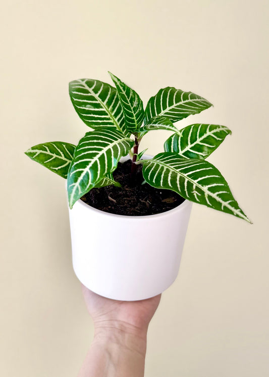 Mini Afelandra