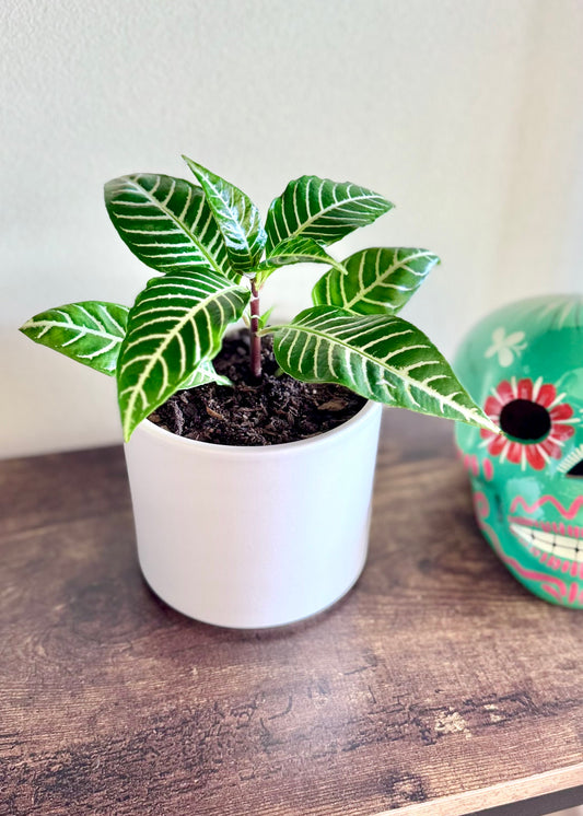 Mini Afelandra