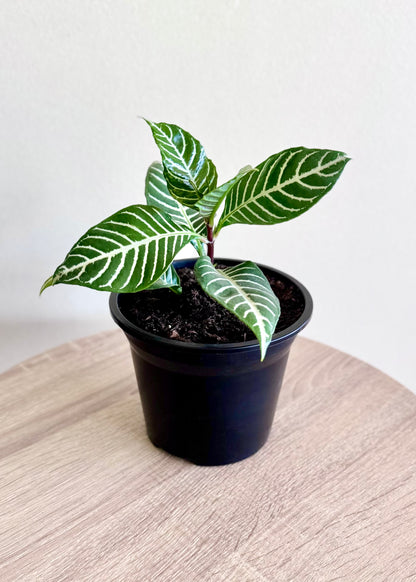 Mini Afelandra