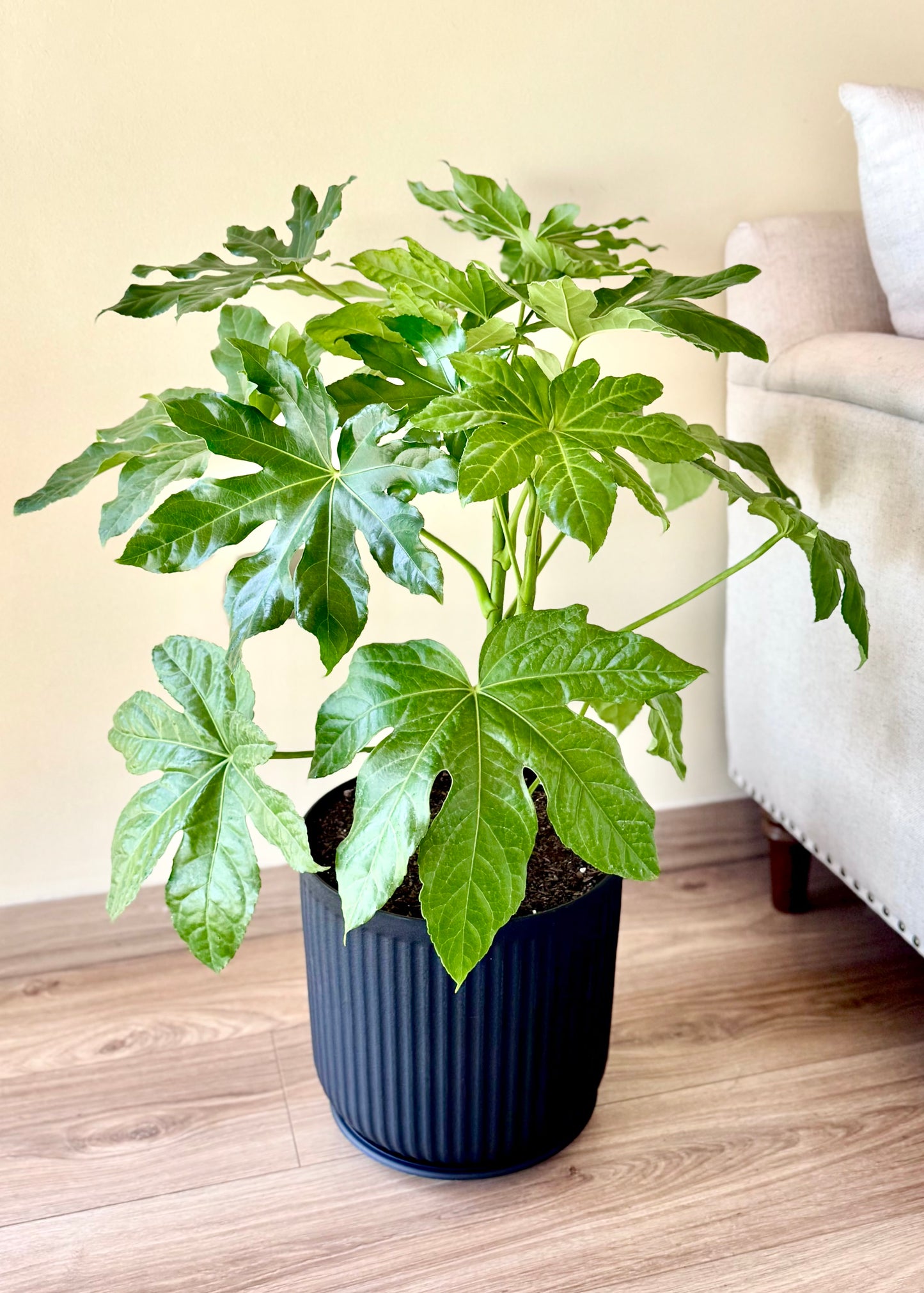 Aralia Japonica L macetero Líneo