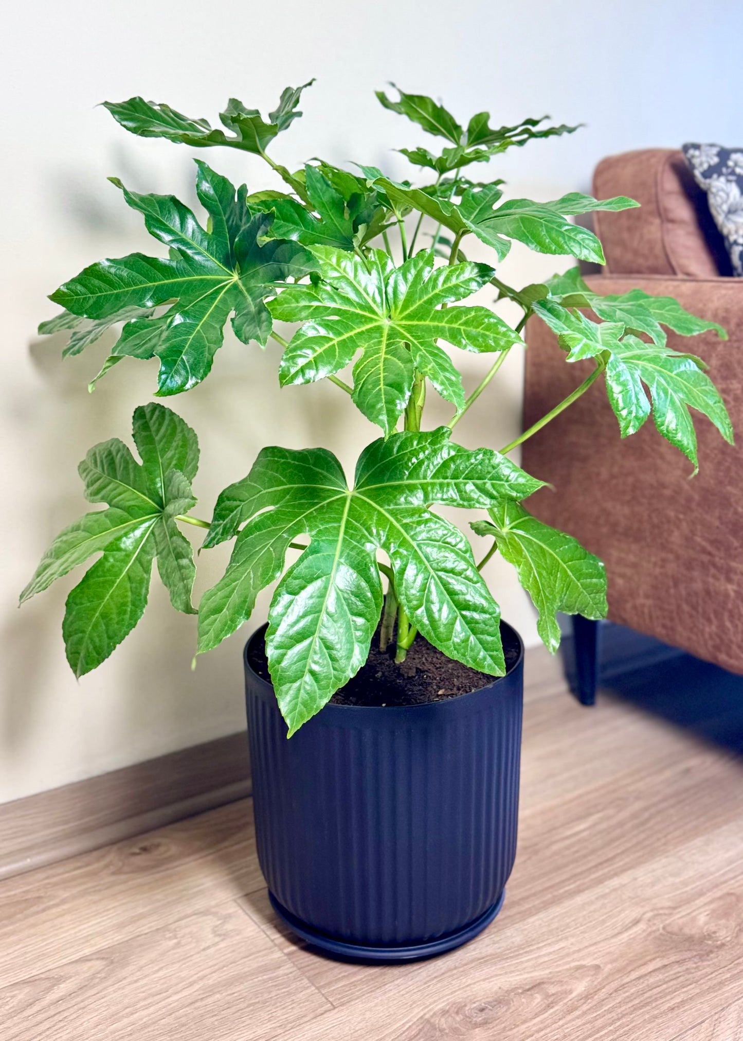 Aralia Japonica L macetero Líneo