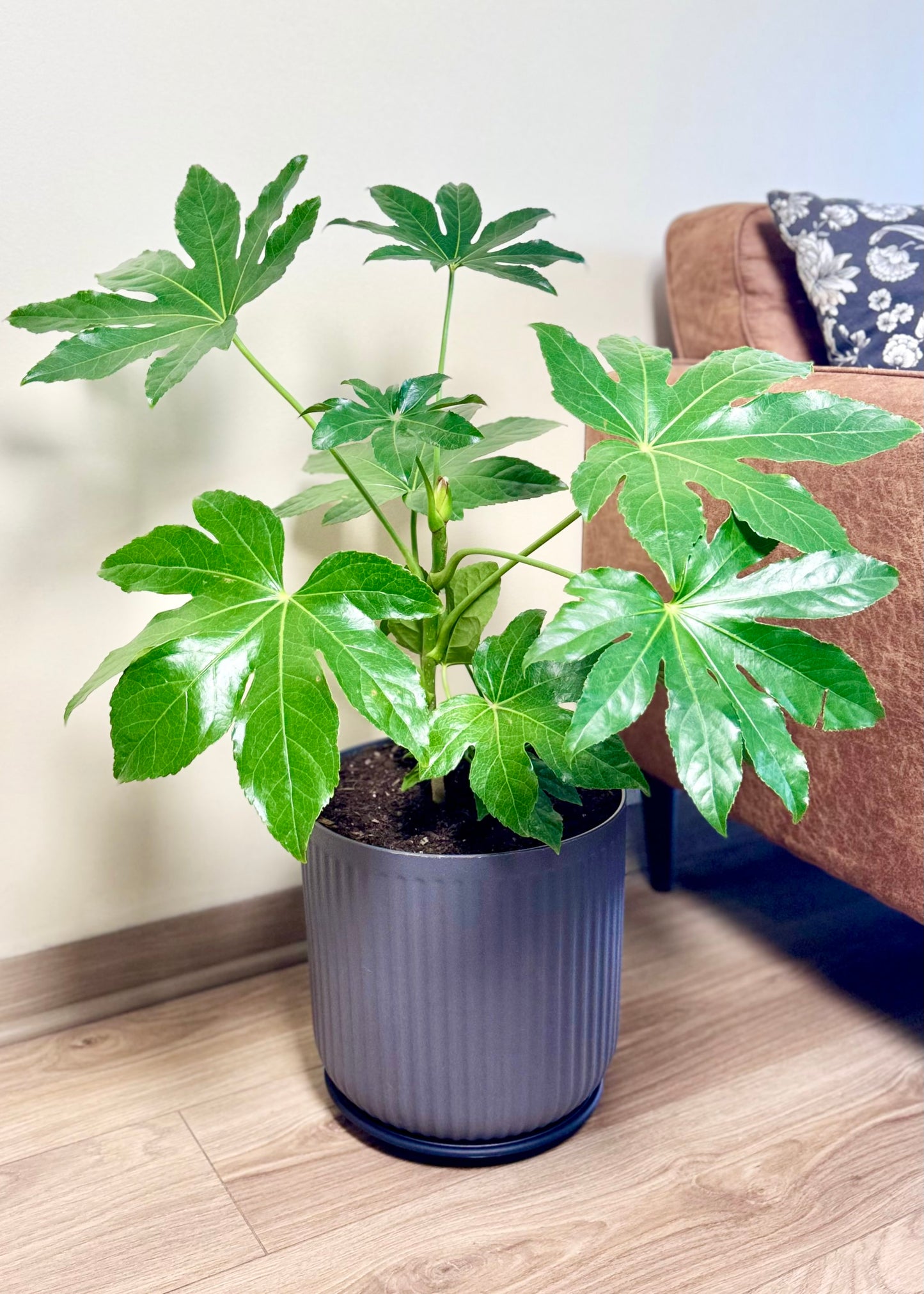 Aralia Japonica L macetero Líneo