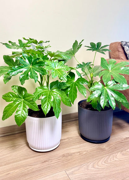 Aralia Japonica L macetero Líneo