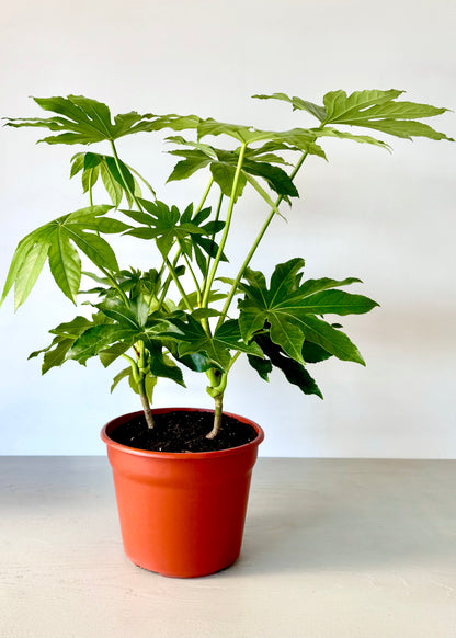 Aralia Japonica L macetero Líneo