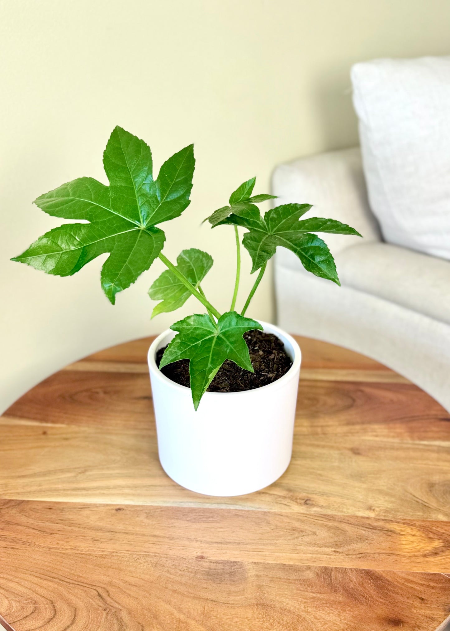 Mini Aralia Japonica