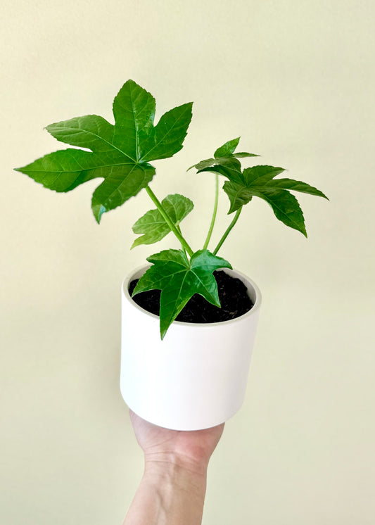 Mini Aralia Japonica