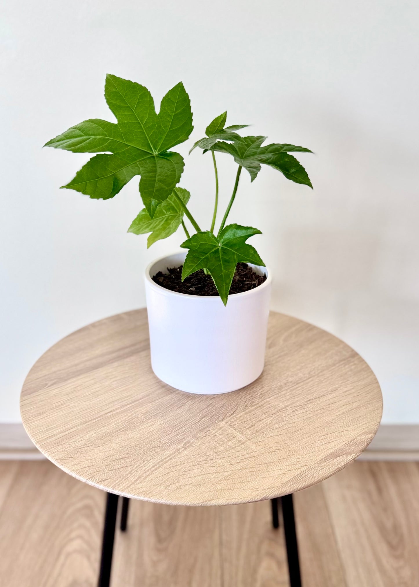 Mini Aralia Japonica