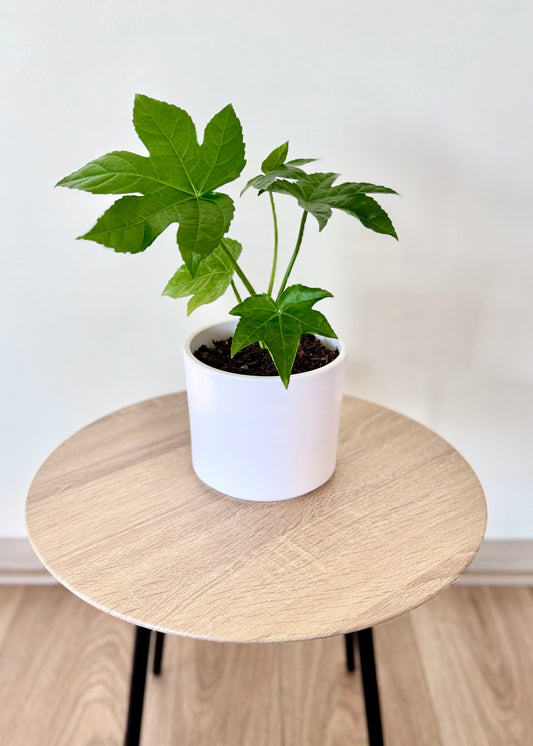 Mini Aralia Japonica
