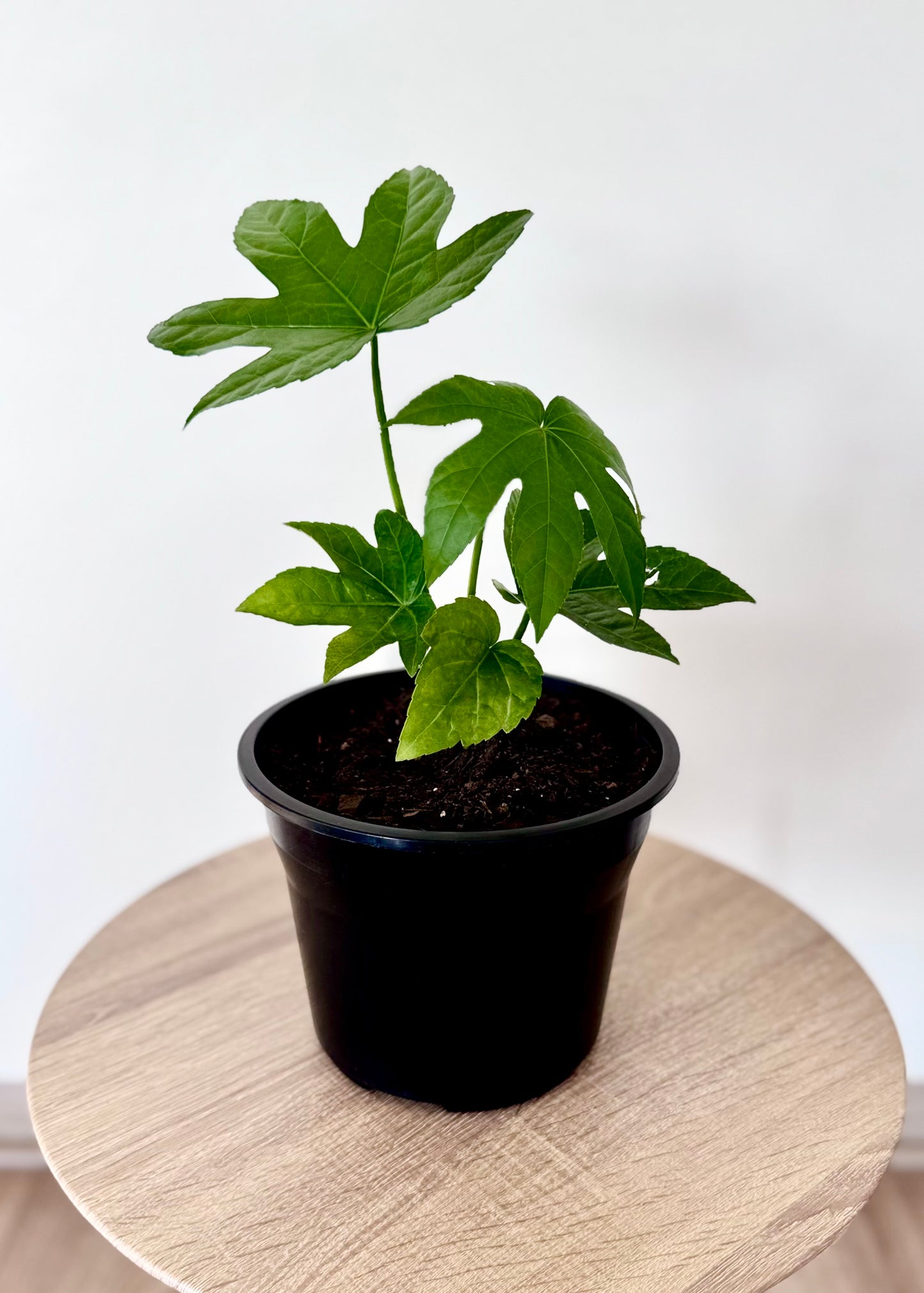 Mini Aralia Japonica