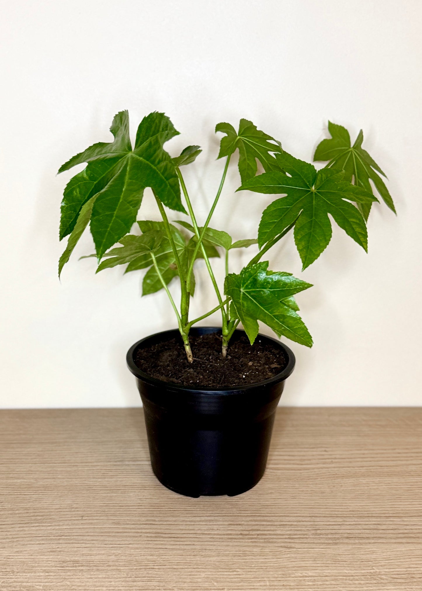 Mini Aralia Japonica