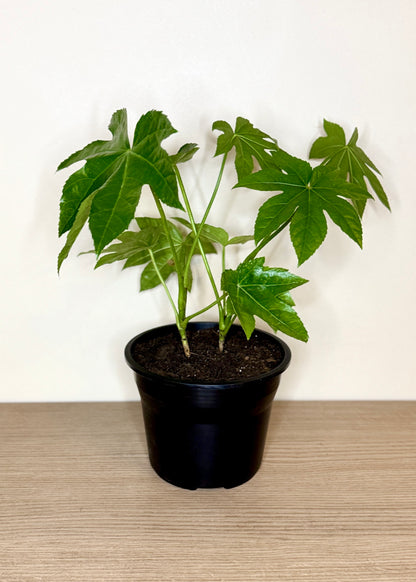 Mini Aralia Japonica
