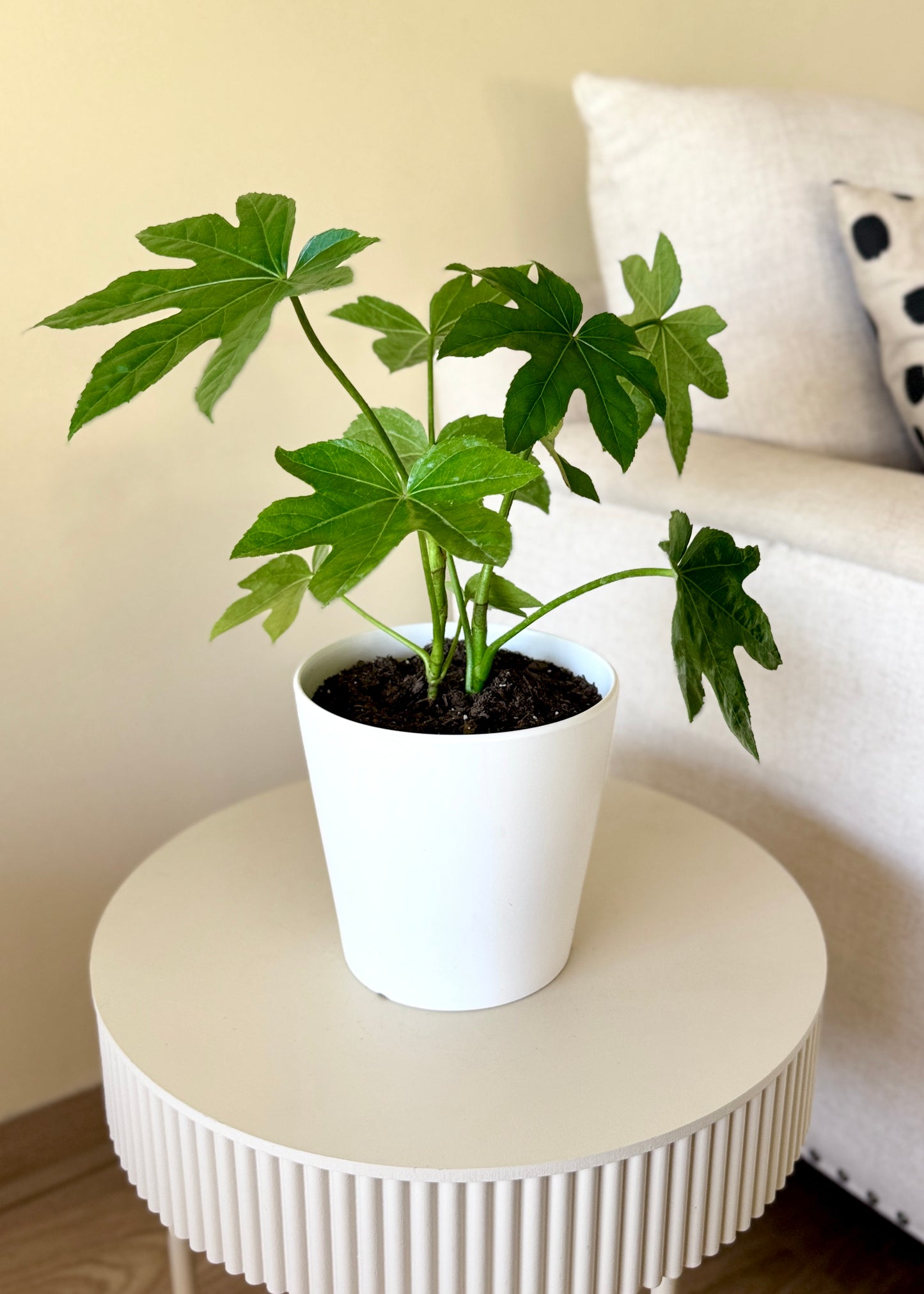 Mini Aralia Japonica