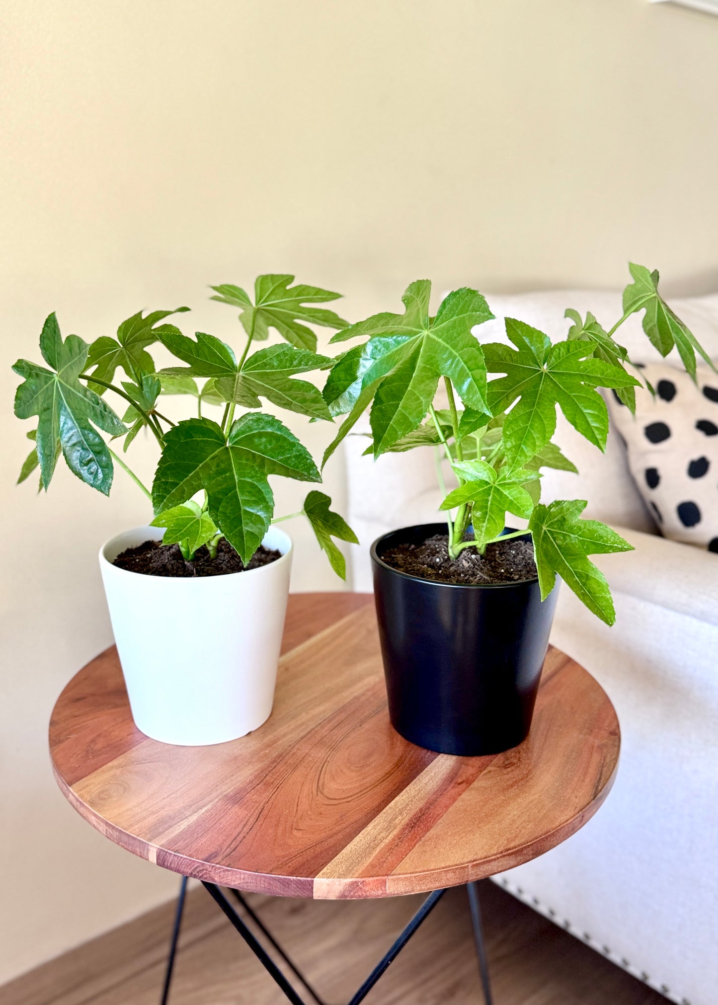 Mini Aralia Japonica