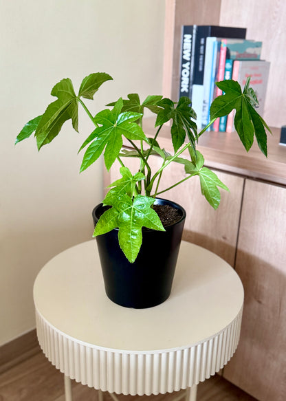 Mini Aralia Japonica