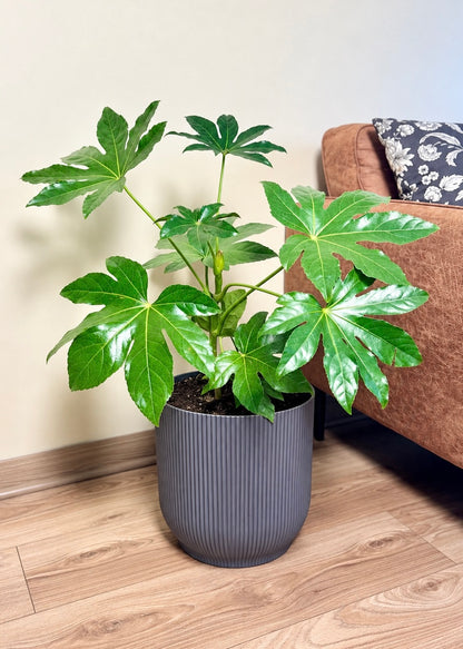 Aralia Japonica L macetero Cala – Cala Gris