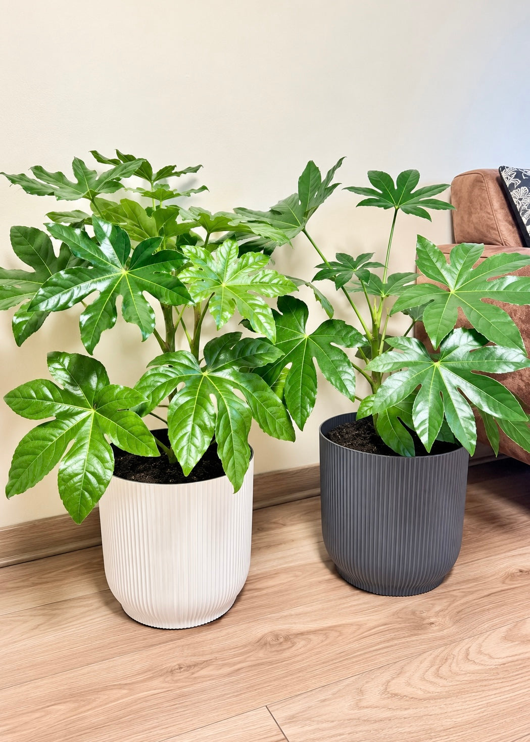 Aralia Japonica L macetero Cala