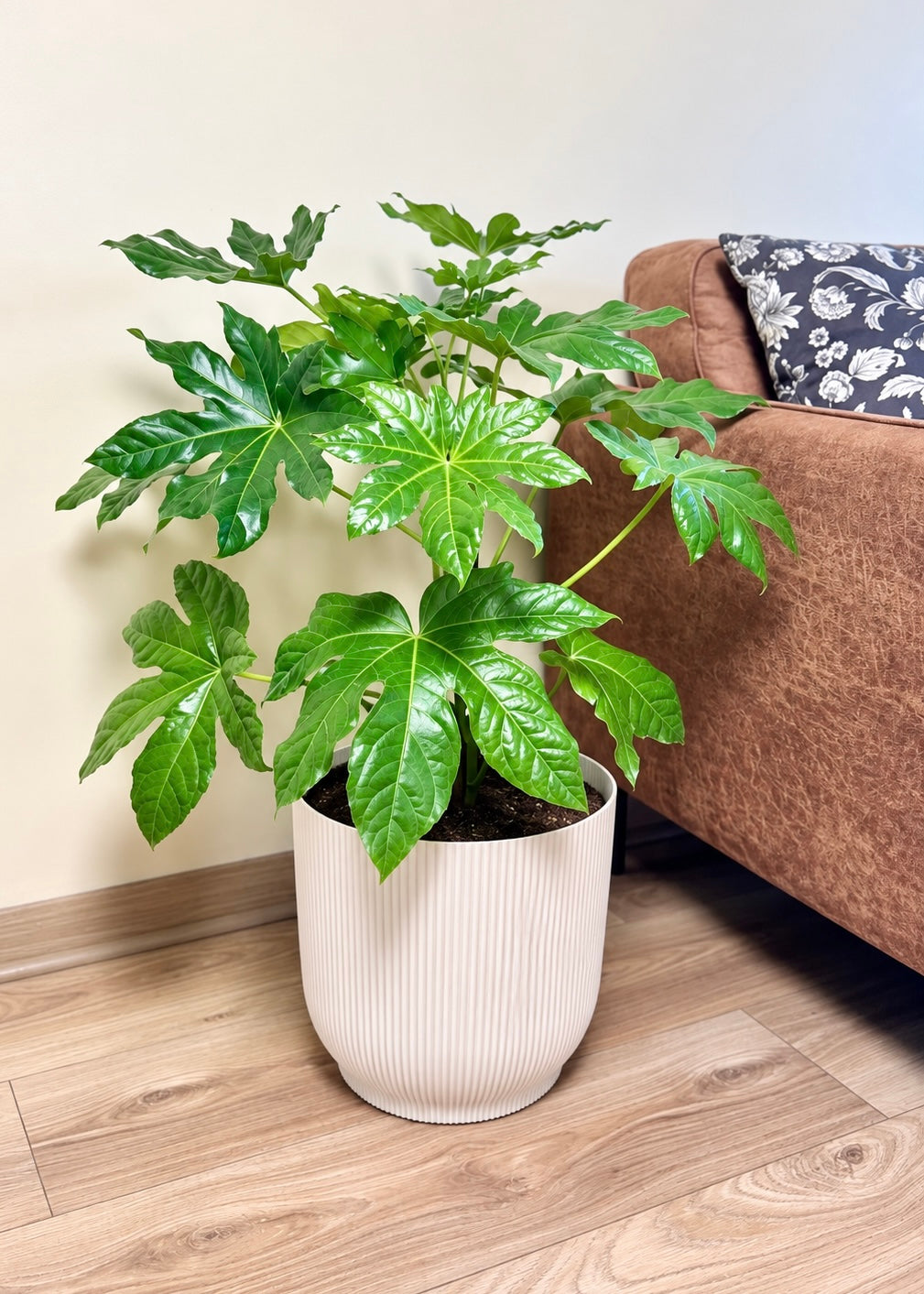 Aralia Japonica L macetero Cala – Cala Blanco