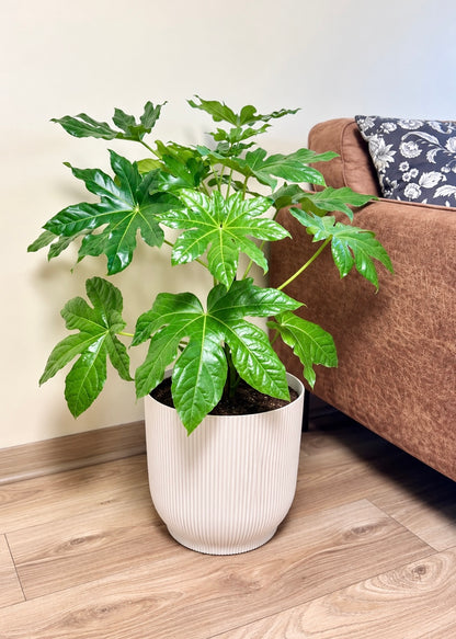 Aralia Japonica L macetero Cala – Cala Blanco