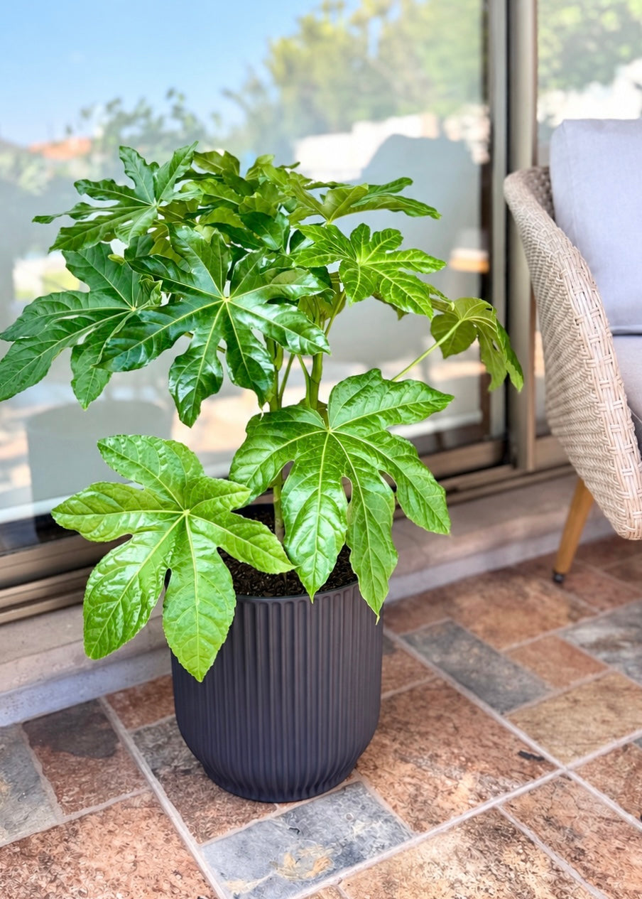 Aralia Japonica L macetero Cala – Cala Negro