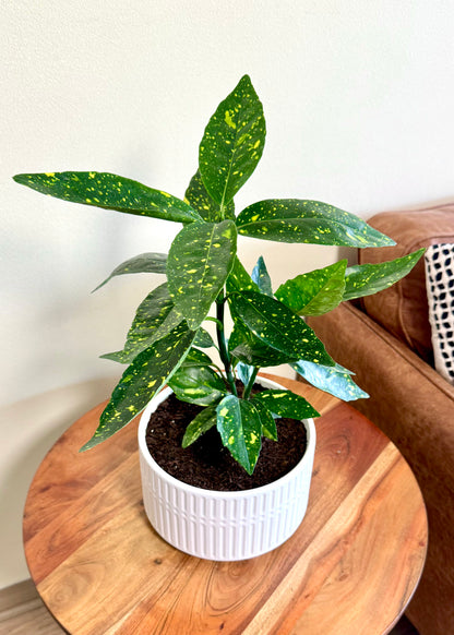 Aucuba Japonica