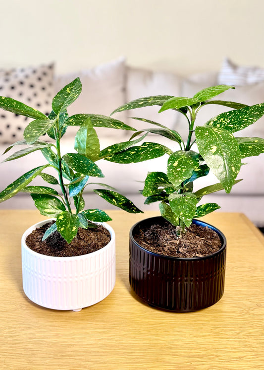 Aucuba Japonica