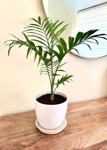 Palmera S