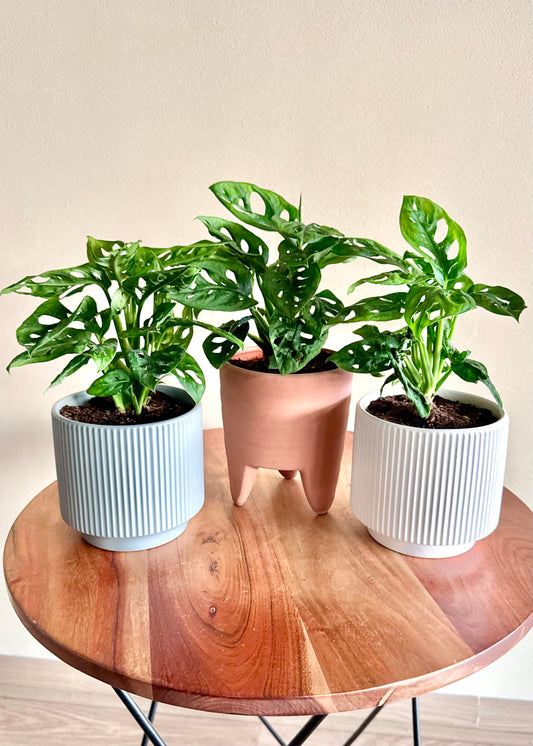 Monstera Friedrichsthalii (mini Adansonii)