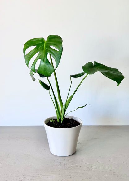 Monstera Deliciosa S